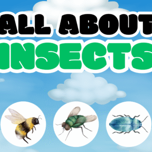 All About Insects