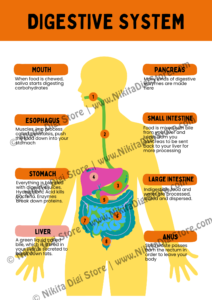 Science Posters Bundle