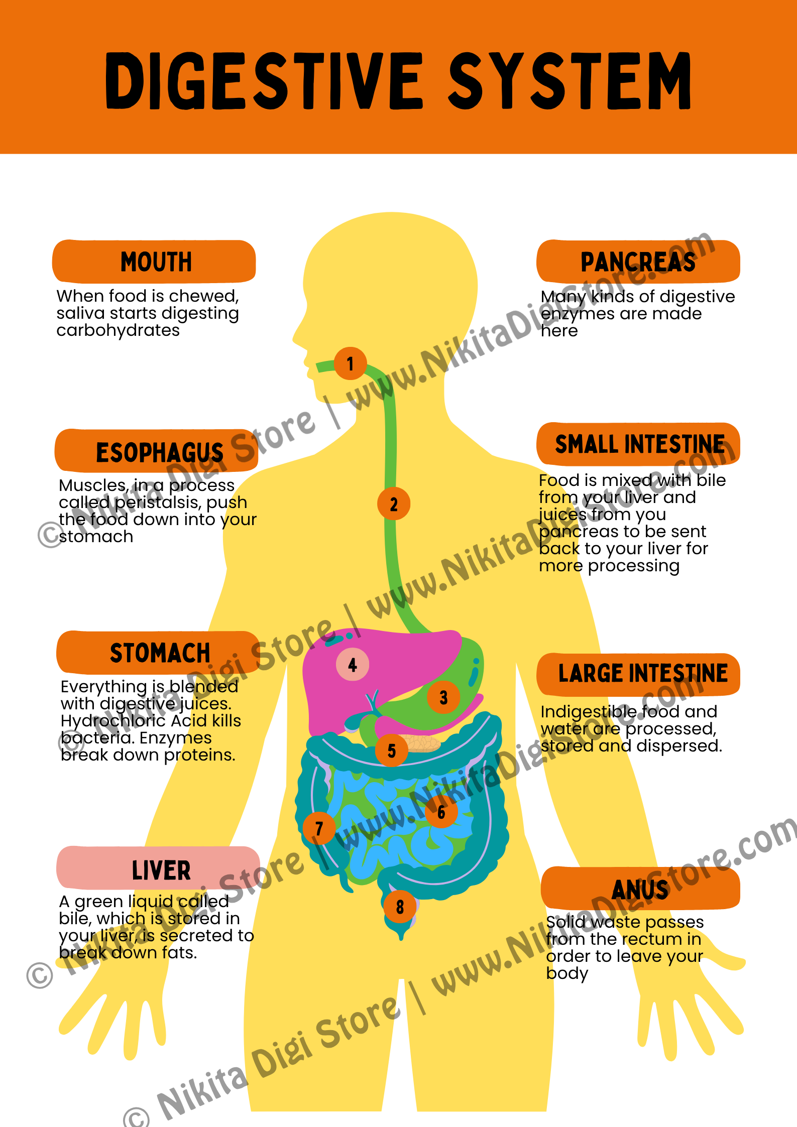Science Posters Bundle